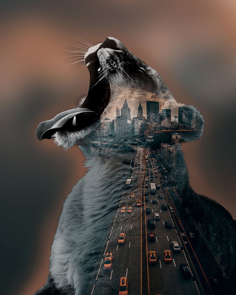 Lioness With City in the Background