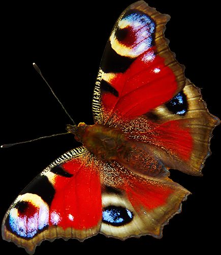 Red Butterfly